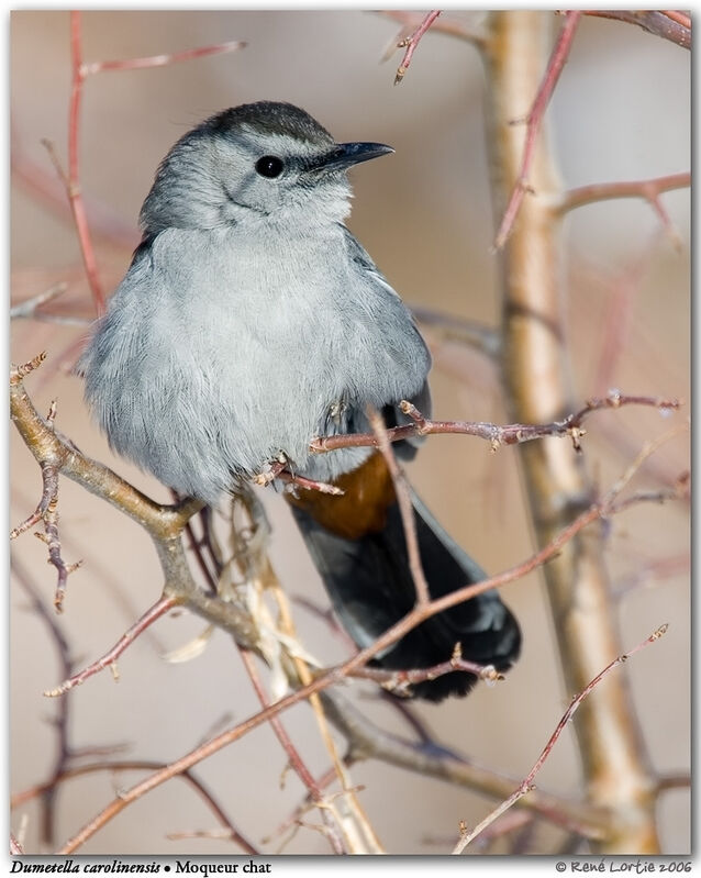 Grey Catbird