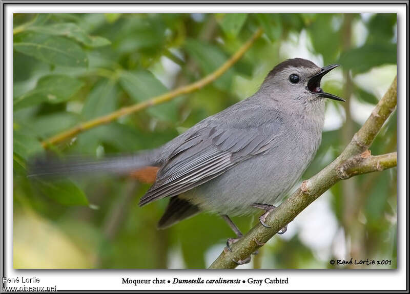 Grey Catbirdadult, song