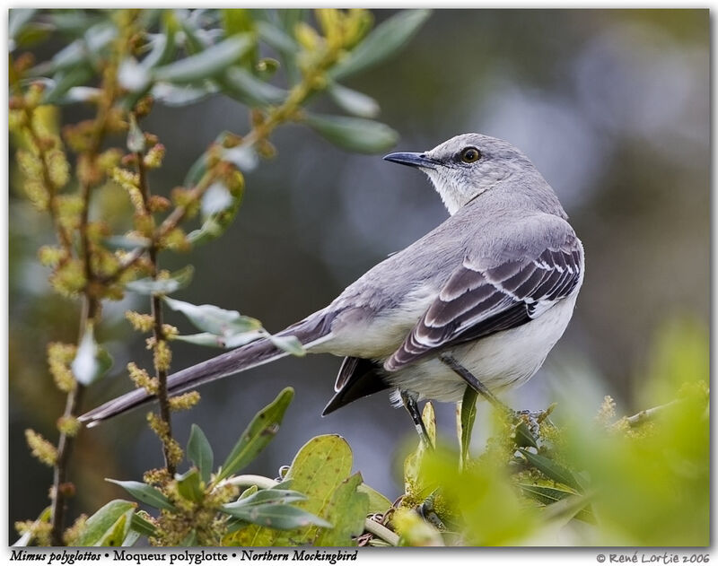 Northern Mockingbird