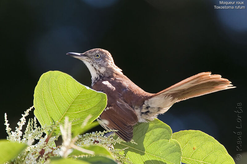 Brown Thrasheradult, identification, Behaviour