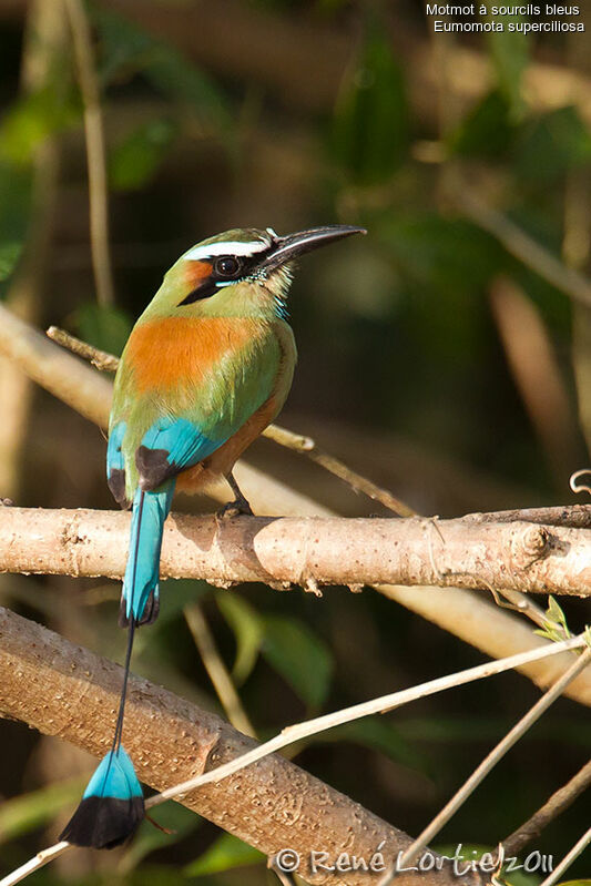 Turquoise-browed Motmotadult, identification