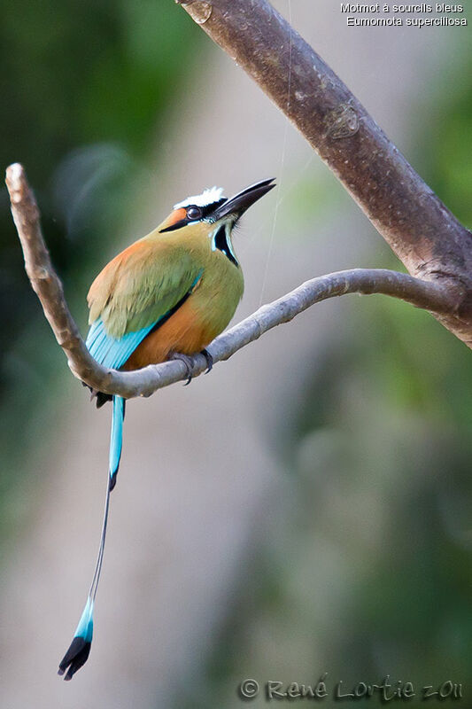 Turquoise-browed Motmotadult, identification