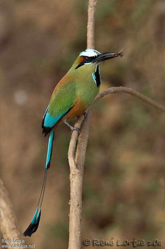 Motmot à sourcils bleusadulte, pigmentation, régime