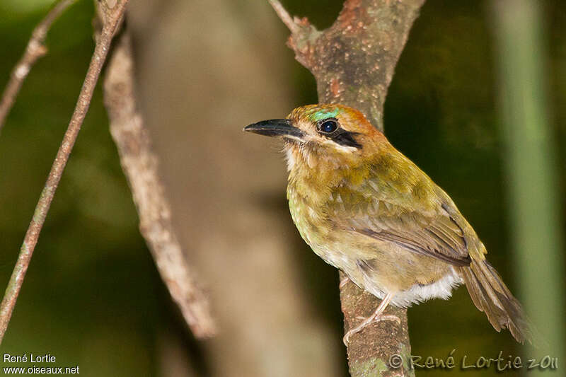 Motmot nainadulte, identification