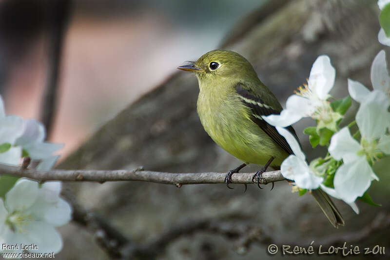 Yellow-bellied Flycatcheradult, identification