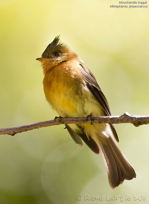 Northern Tufted Flycatcheradult, identification