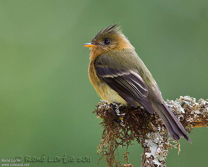 Northern Tufted Flycatcheradult, identification