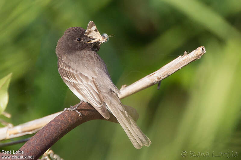 Black Phoebeadult, feeding habits