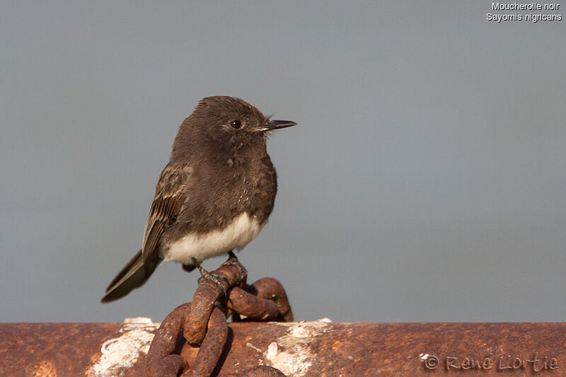 Black Phoebeadult, identification