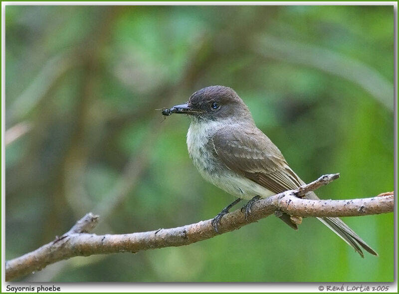 Eastern Phoebe