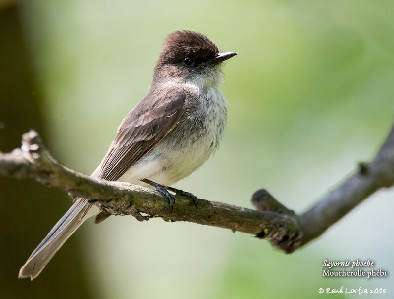 Eastern Phoebe