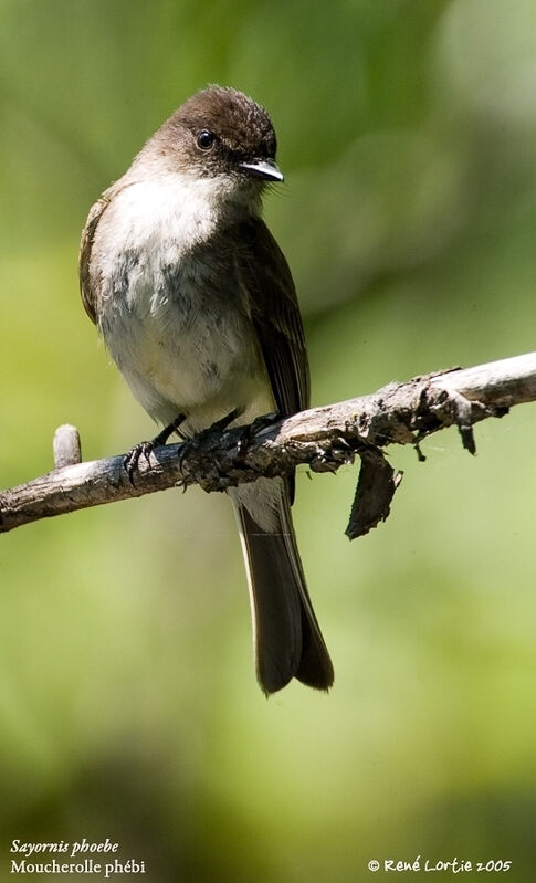 Eastern Phoebe