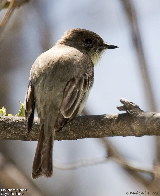 Eastern Phoebe