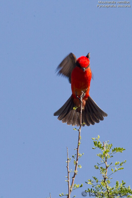 Vermilion Flycatcher male adult, identification