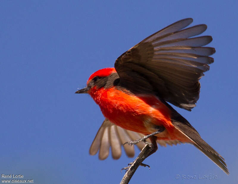 Vermilion Flycatcher male adult, aspect, pigmentation