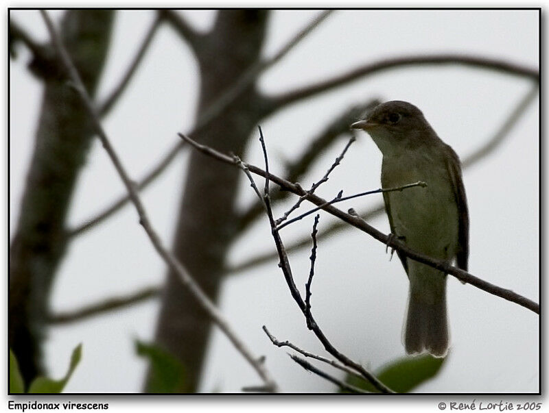 Acadian Flycatcher