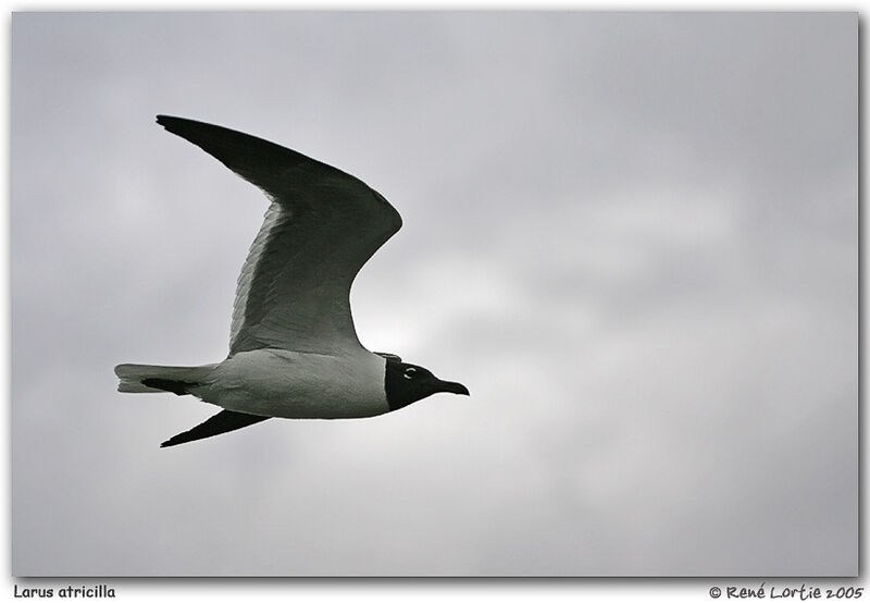 Laughing Gull