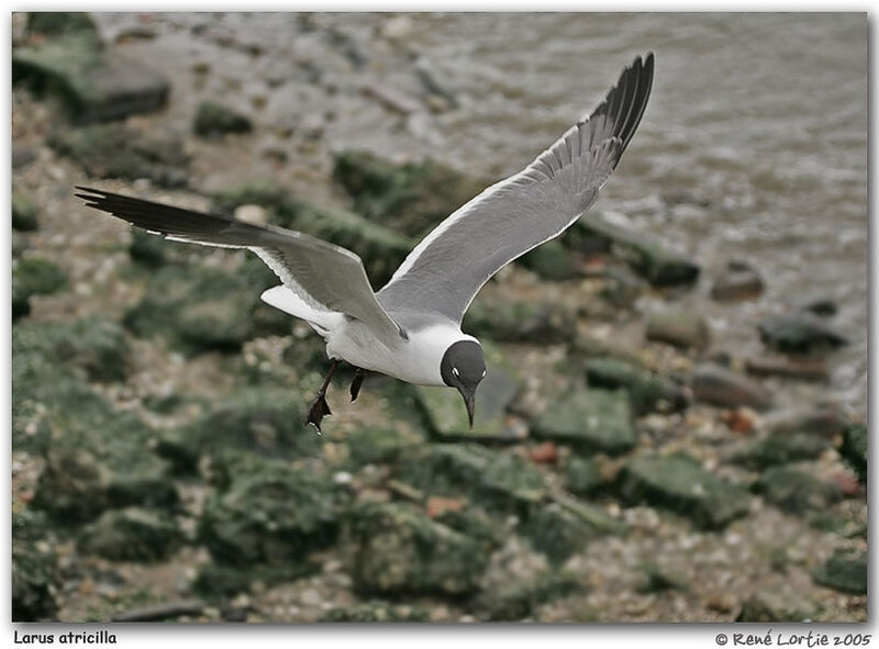 Mouette atricille