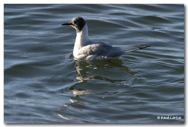 Bonaparte's Gull