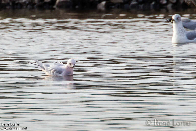 Mouette de Rossadulte transition, identification