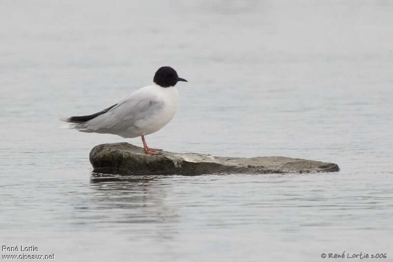 Little Gulladult breeding, identification