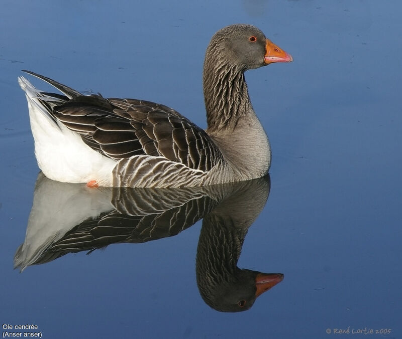 Greylag Goose