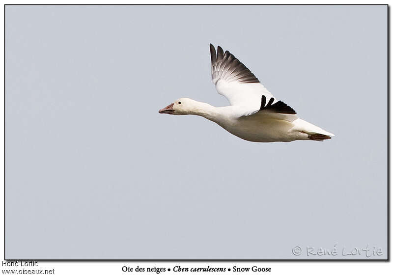 Snow Gooseadult, Flight