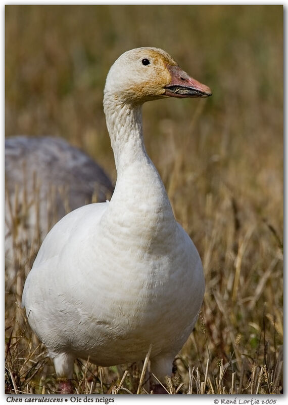 Snow Goose