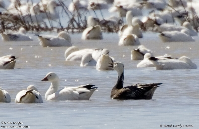 Snow Gooseadult