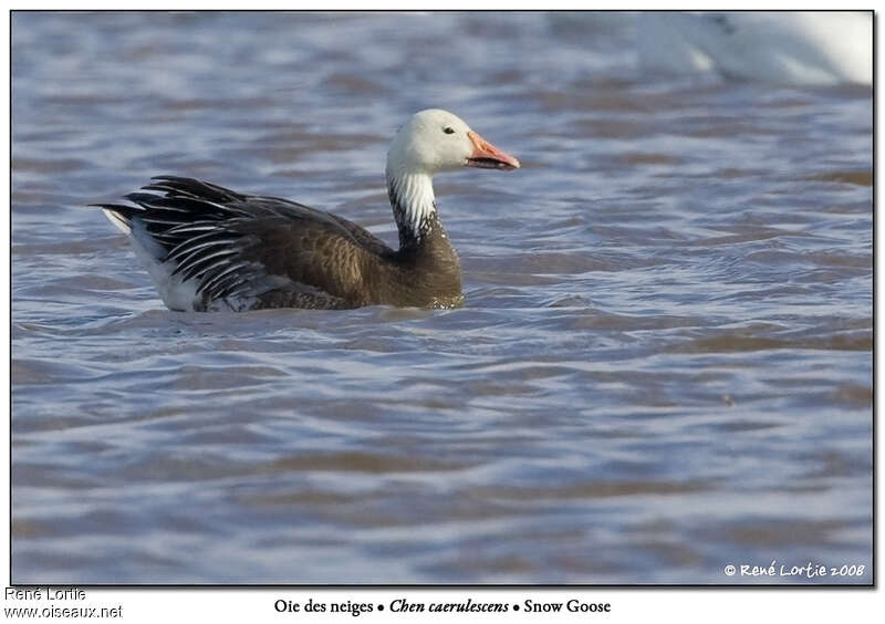 Oie des neigesadulte nuptial, identification