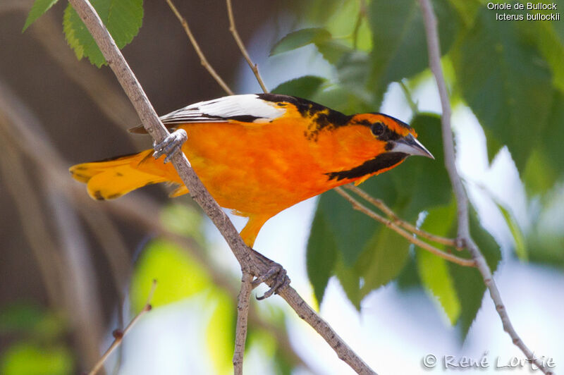 Bullock's Oriole male adult, identification