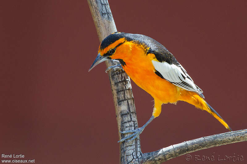 Bullock's Oriole male adult, identification