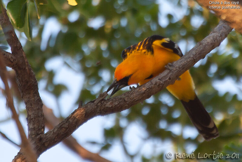 Streak-backed Orioleadult, identification, Behaviour