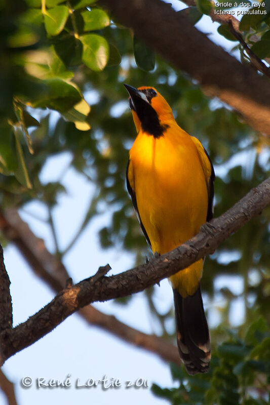 Streak-backed Orioleadult, identification