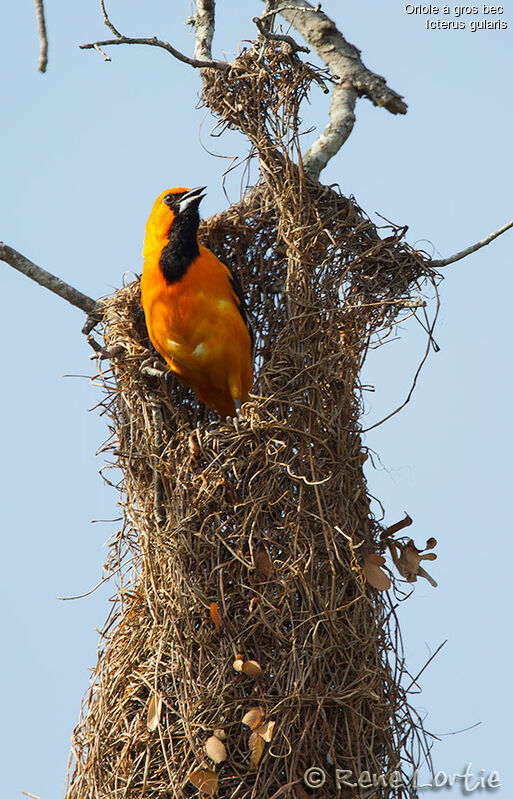 Altamira Oriole male adult, identification, Reproduction-nesting