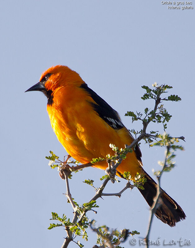 Altamira Oriole male adult, identification