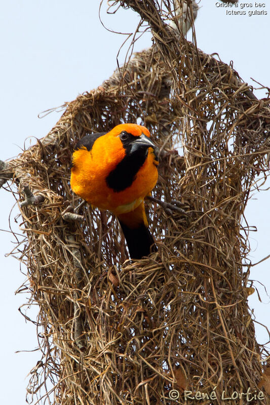 Altamira Oriole male, identification, Reproduction-nesting