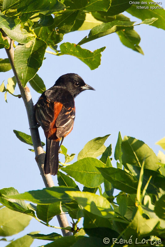 Orchard Orioleadult, identification