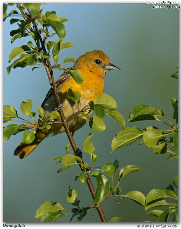 Baltimore Oriole