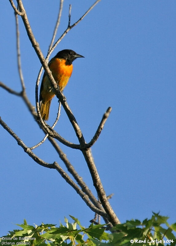 Oriole du Nord