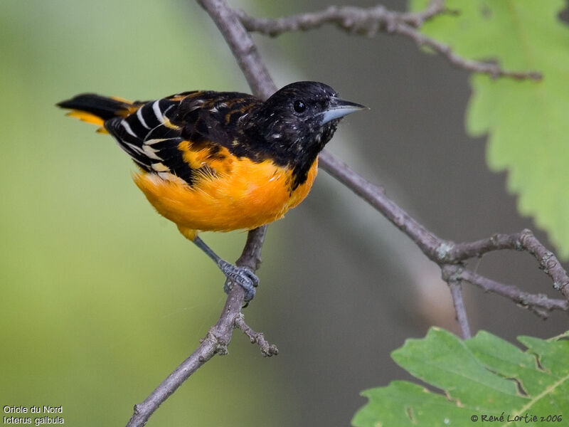 Oriole du Nordadulte