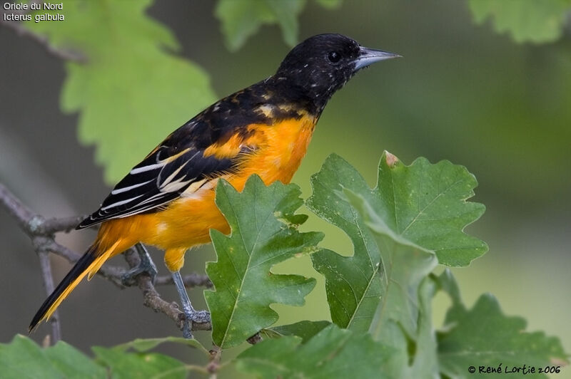 Oriole du Nordadulte