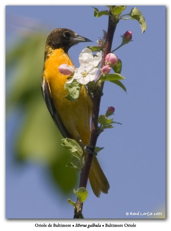 Baltimore Oriole