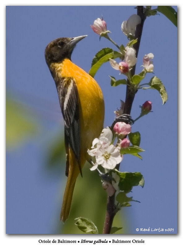 Oriole du Nord mâle