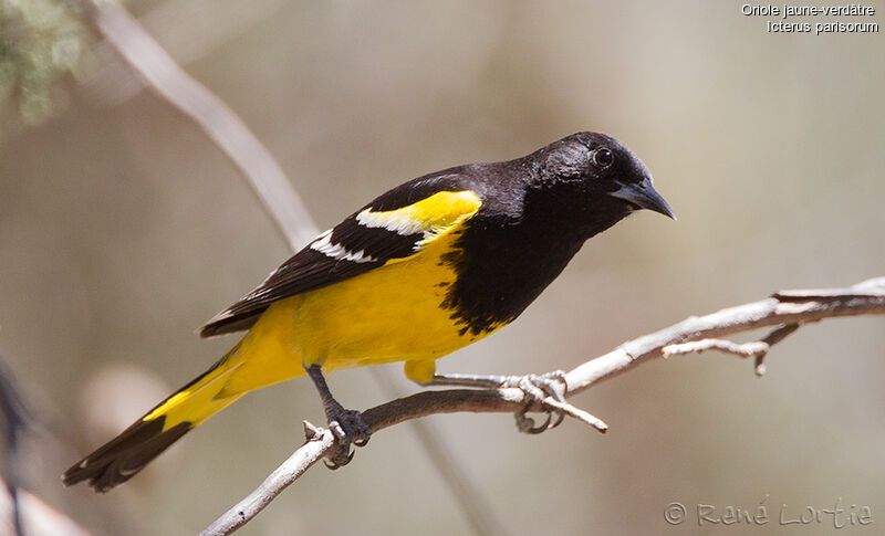 Scott's Oriole male adult, identification