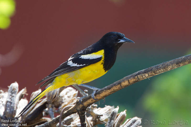 Scott's Oriole male adult, identification