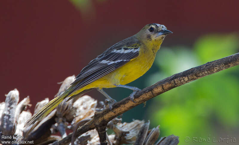 Oriole jaune-verdâtreimmature, identification