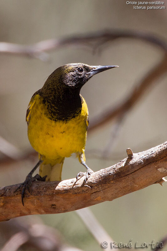 Scott's Oriole male First year, identification