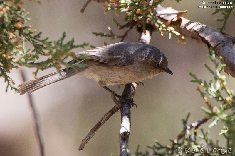 Orite buissonnière femelle adulte, identification