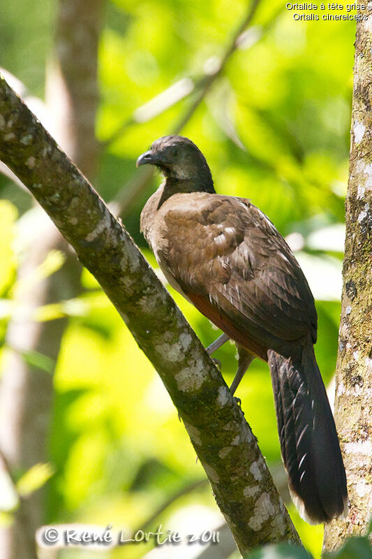 Grey-headed Chachalacaadult, identification